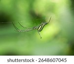 The beauty of the Orchard spider (Leucauge venusta) is that it is a colorful green orbweaver spider with long legs, a natural background