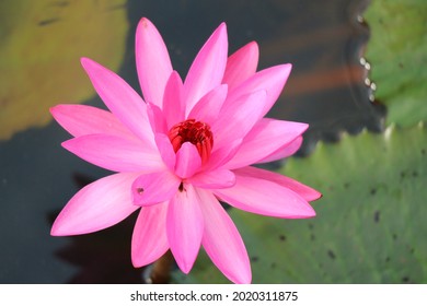 beauty pink lotus flower in the outdoor pool selectable focus