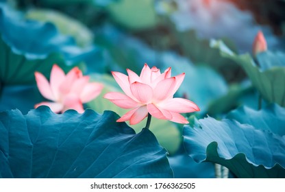 池の蓮の花写真素材 Shutterstock