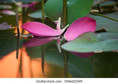 Beauty Of Pink Lotus's Petal, Which Can Be Used For Many Purpose Like Decoration, Lotus Tea.