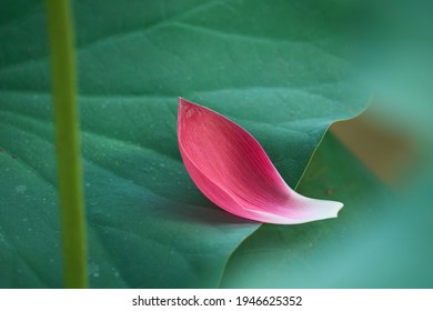 Beauty Of Pink Lotus's Petal, Which Can Be Used For Many Purpose Like Decoration, Lotus Tea.