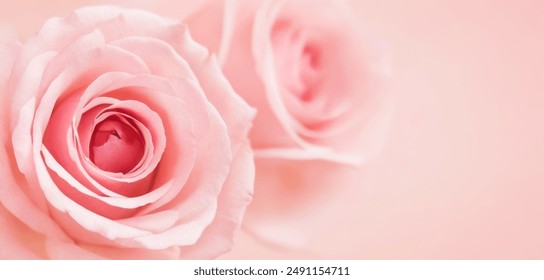 La belleza las rosas