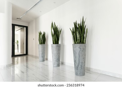 Beauty Plants On Corridor In Business Office