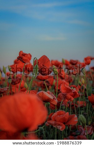 Similar – Poppy Field I Nature