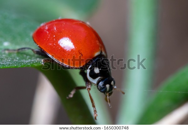 Beauty Roter Kafer Lungenkafer Stockfoto Jetzt Bearbeiten