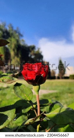 Beauty redroses flower red nature