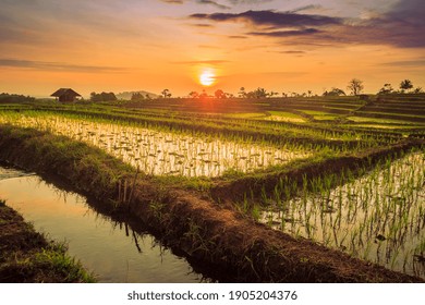 the beauty of the reflection of the sky at sunset on rice terraced water with green rice in Bengkulu, Indonesi