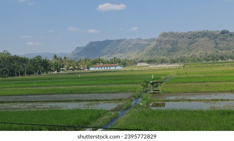 The beauty of the rice fields combined with beautiful hilss. Add more excitement by riding the train.