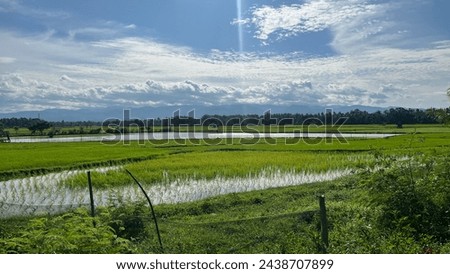 the beauty of rice fields iluminated by the sun Imagine de stoc © 