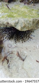 The Beauty Of Sea Urchins On The Coast Of Sumatra, Surf Krui, Indonesia