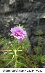 Beauty Single Pink Flower In The Garden