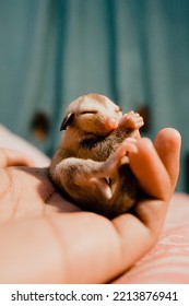 Beauty Sleep Baby Sugar Glider On Hand