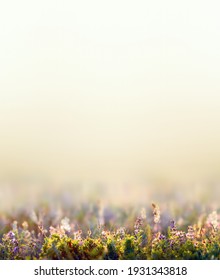 Beauty Spring Concept, Wild Flowers And Grass Closeup, Vertical Photo With Empty Space For Text