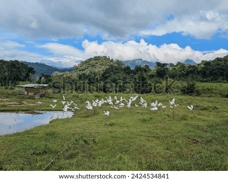 Beauty of Srilankan village 
Cattle egret, Wildlife 