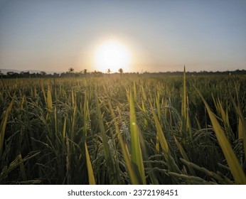 The beauty of the sunset in the rice fields colors the sky with a gradient palette of orange to pink. Vast rice fields are bathed in evening light, creating a stunning and serene view.