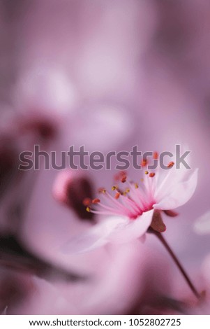 Similar – Blüten des Blauen Mauerpfeffers auf Sardinien