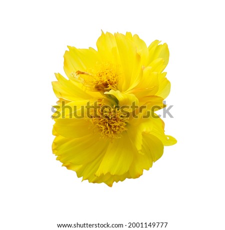 Similar – Image, Stock Photo Strange twins flowers