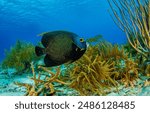 The beauty of the underwater world. Deep sea fish