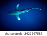The beauty of the underwater world - The oceanic whitetip shark (Carcharhinus longimanus) is a large pelagic requiem shark inhabiting tropical seas - scuba diving in the Red Sea, Egypt.
