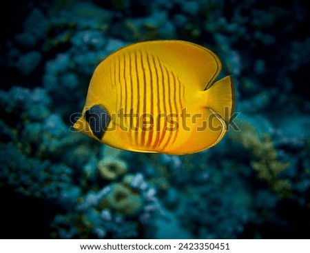 The beauty of the underwater world - The yellow tang (Zebrasoma flavescens), also known as the lemon sailfin, yellow sailfin tang or somber surgeonfish - scuba diving in the Red Sea, Egypt.