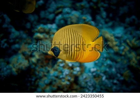 The beauty of the underwater world - The yellow tang (Zebrasoma flavescens), also known as the lemon sailfin, yellow sailfin tang or somber surgeonfish - scuba diving in the Red Sea, Egypt.