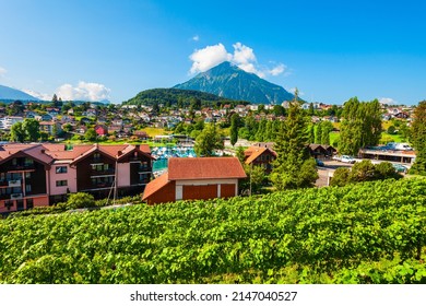 Beauty Vineyards In Spiez Town Of Bern Canton In Switzerland