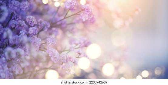 Beauty violet flowers backdrop. Beautiful tiny Kermek flower. Limonium platyphyllum dried flowers. Statice, Statica. Beautiful plant for floristry 