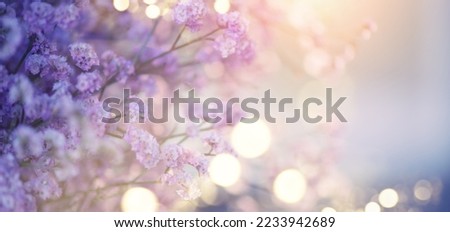 Beauty violet flowers backdrop. Beautiful tiny Kermek flower. Limonium platyphyllum dried flowers. Statice, Statica. Beautiful plant for floristry 