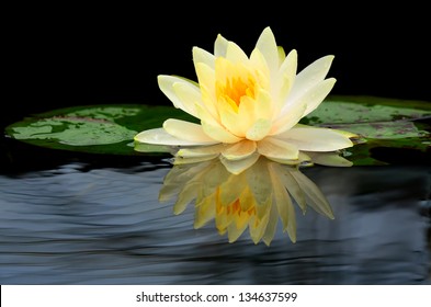 Beauty Water Lilly Flower