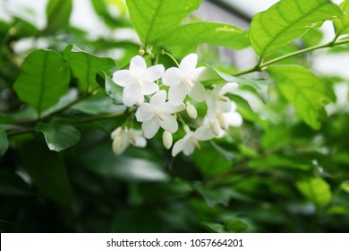 beauty white flower, Wrightia religiosa benth - Powered by Shutterstock