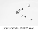 Beauty white gray background of flock of ducks flying in the sky 