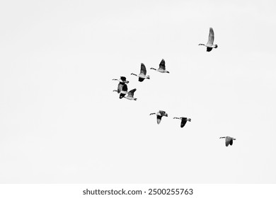 Beauty white gray background of flock of ducks flying in the sky