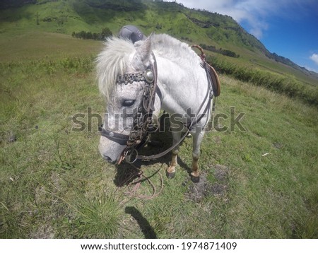 Image, Stock Photo whitehorse Horse Blue sky