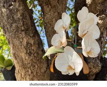 The beauty of white orchids on the big tree - Shutterstock ID 2312083599