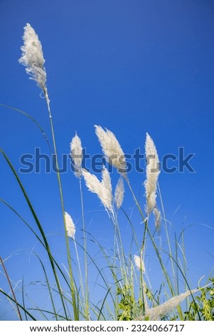 Similar – Gräser Gras Sommer grün