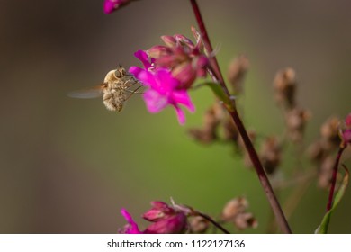 Beauty wild fly bee on carnation flower. Bombylius major