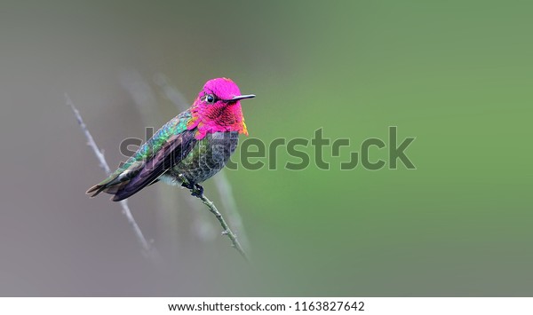 Beauty Will Change Color Hummingbird Stock Photo Edit Now 1163827642