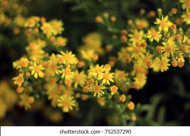 Beauty yellow arnica flowers.