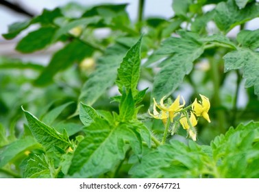 Beauty Yellow Flower In Tomato Plantation 