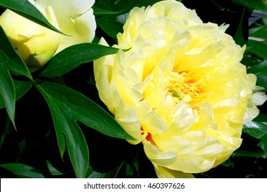 Beauty Yellow Peony