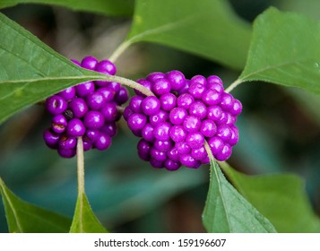 Beautyberry 