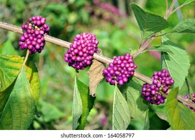 Beautyberry Latin Name Callicarpa Americana