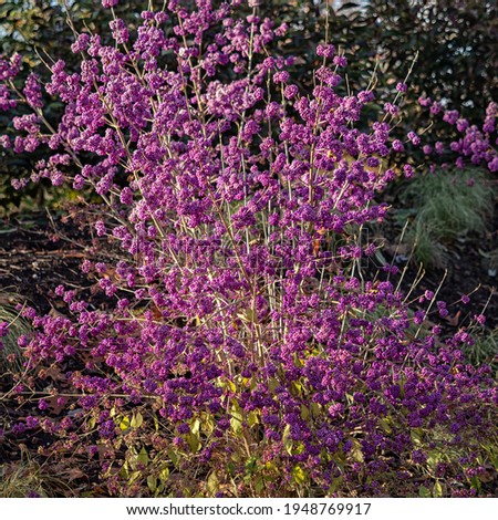 Beautyberry profusion,  Callicarpa bodinieri var. giraldii 'Profusion', bush in winter 