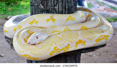 Yellow Anaconda Images Stock Photos Vectors Shutterstock