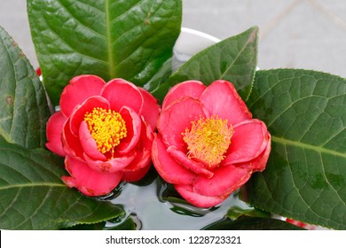 Lục Bát Hoa ĐV - Page 32 Beautyful-camellia-amplexicaulis-flower-260nw-1228723321