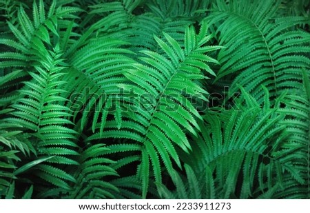 Beautyful ferns leaves green foliage natural floral fern background in sunlight. Bright green fern leaves as background. Selective focus