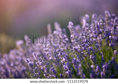 Similar – #A# Lavender Sun