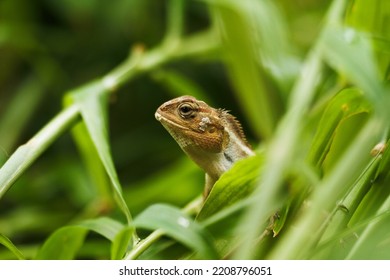 Beautyfull Agamidae, Calotes Versicolor, Ordo : Squamata