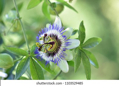 Beauutiful passion flower