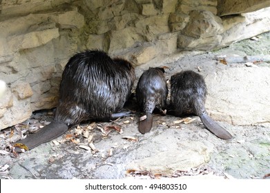 Beaver